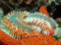   Bearded fire worms getting started Red Starfish. Starfish  